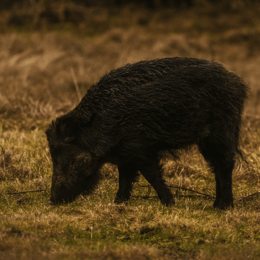 Image showcasing Wild Boar Dog Food | Great for Dogs with Dietary Allergies – Beco