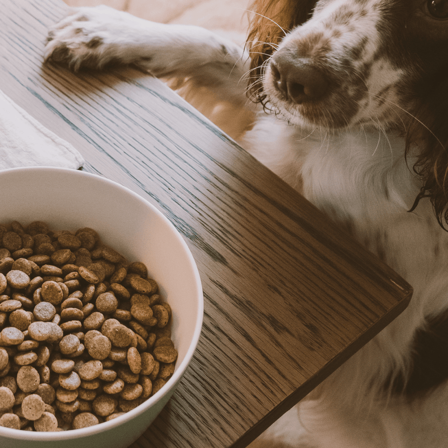 Wild Boar Dog Food | Great for Dogs with Dietary Allergies – Beco - Venison And Wild Boar Dog Food