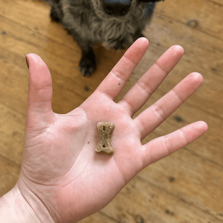 Insect Dog Treats with Apple & Chia Seeds