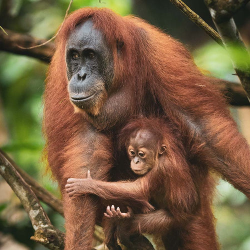 Rough & Tough Recycled Orangutan