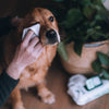 Bamboo Dog Wipes | Coconut Scented